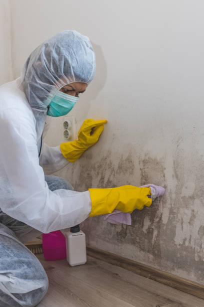 Best Biohazard Mold Removal  in Booneville, AR